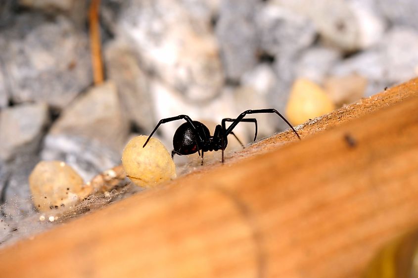 Western Black Widow Spider {Latrodectus hesperus) with two of its egg sacks on a wooden board