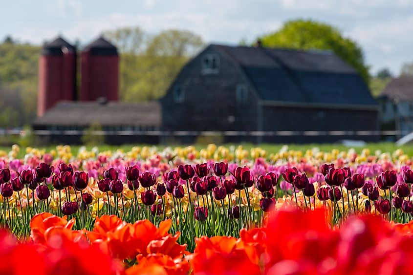 Tulip Farm in Johnston, Rhode Island. 