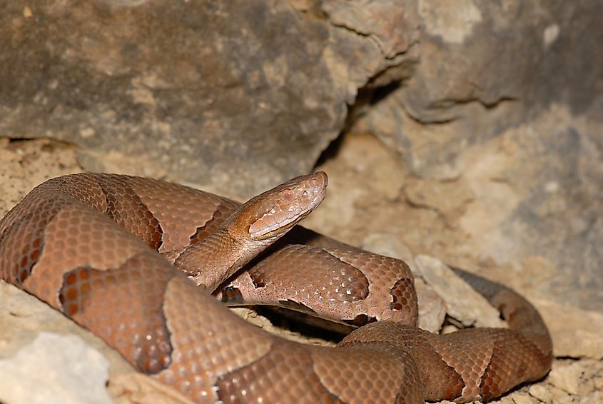 An osage copperhead snake coiled next to a large rock wall.