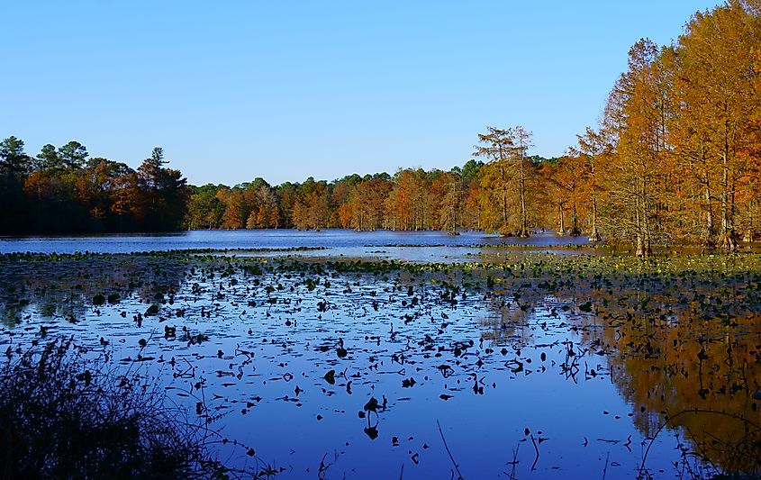 Trap Pond State park on a beautiful fall day