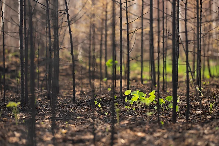 Green shoots coming up through ash and burnt trunks after a fire.
