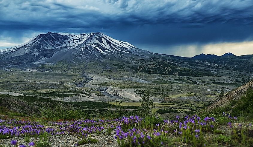 Stormy day at top of the Mt Saint Helens with beautiful wildflowers,Oregon.