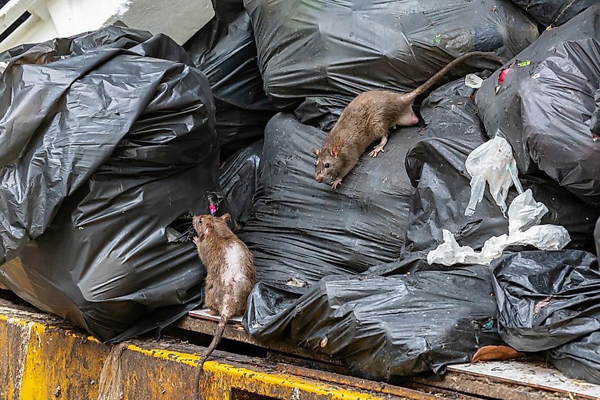 Dirty disgusting rats on area that was filled with sewage, smelly, damp, and garbage bags. Referring to the problem of rats in the city, disease outbreaks from animals, filth of city. Selective focus.