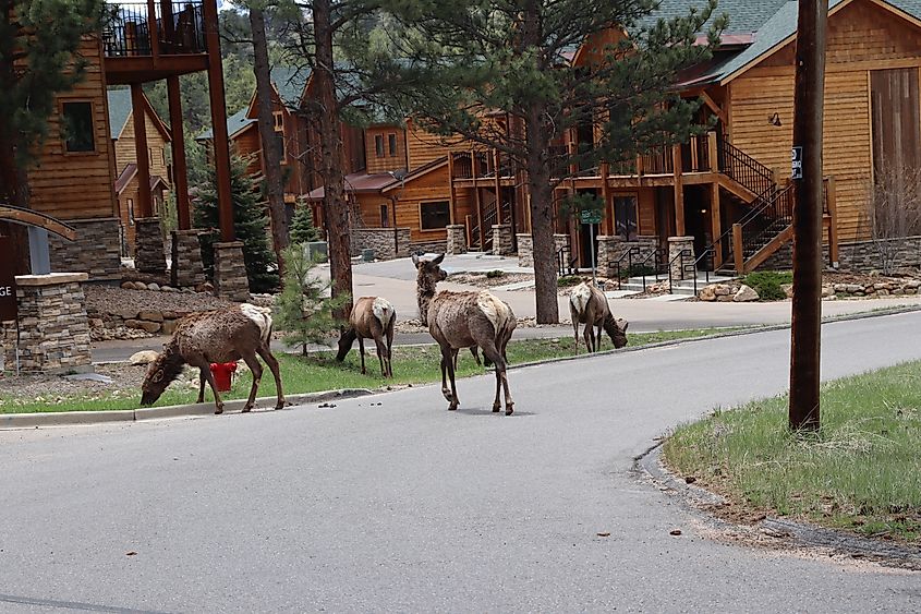 Elk roaming around Estes Park in Colorado.