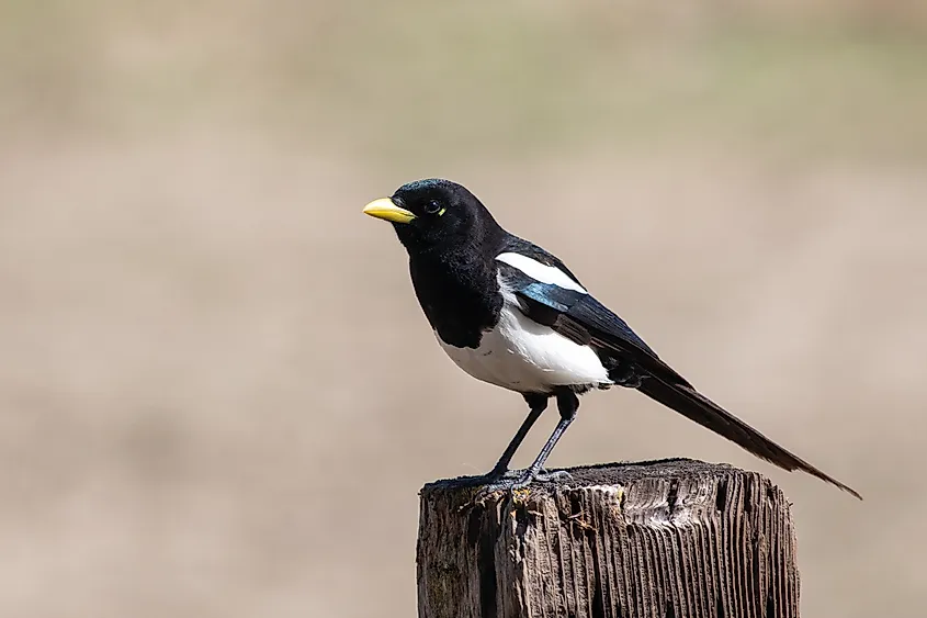Yellow-billed magpie sitting on a fence post
