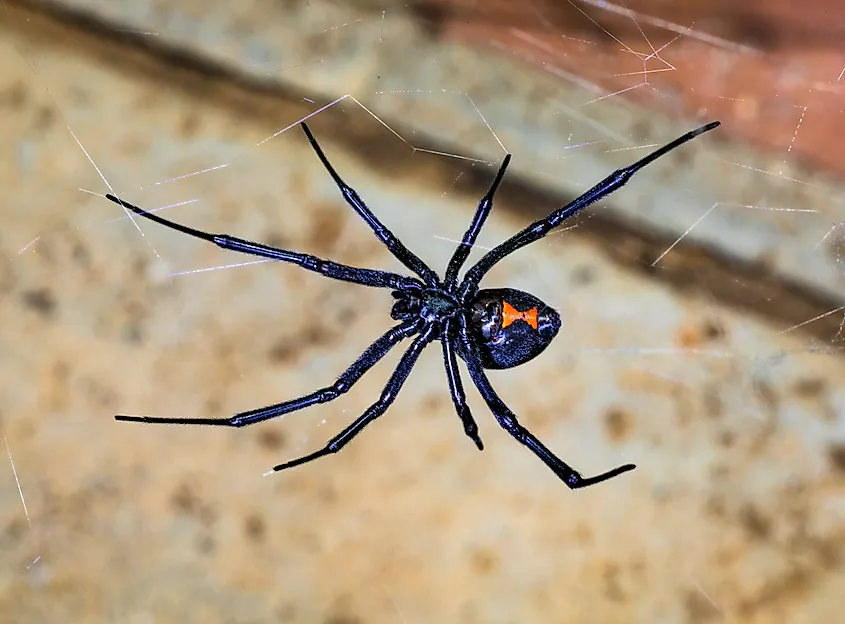 Close-up of a Black Widow Spider, poised and waiting for prey in its web.