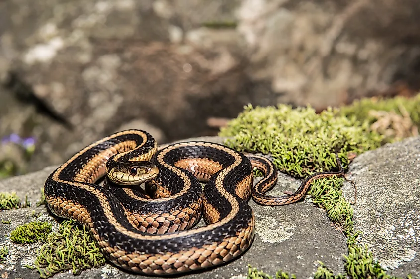 Eastern Garter Snake