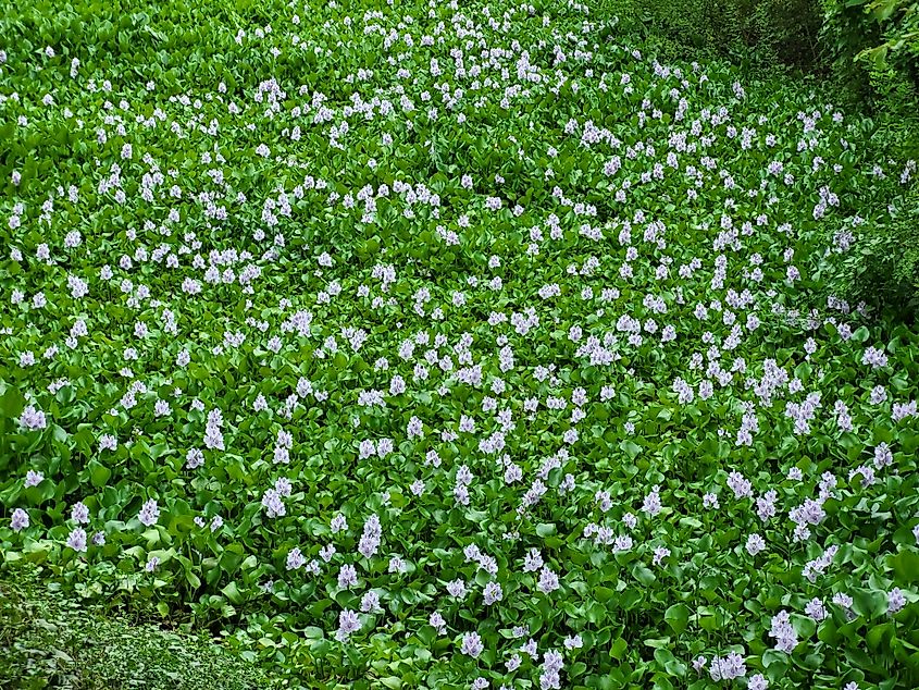 Water hyacinth covering the water's surface.