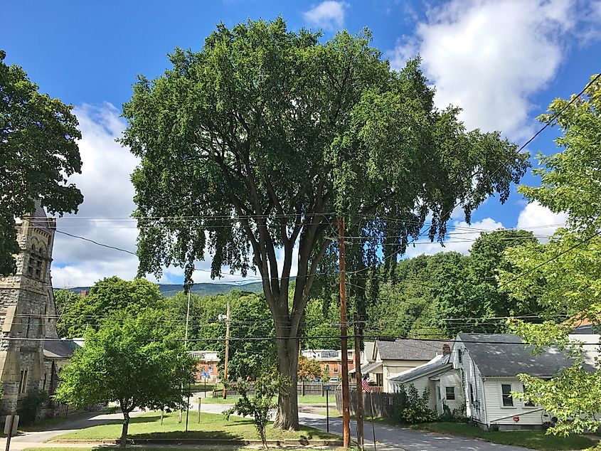 The last American elm tree in downtown Adams is located at the former St. Mark's Episcopal Church on Commercial Street in Adams, Massachusetts, 