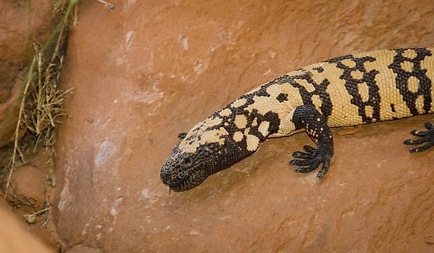 A Gila Monster, Heloderma Suspectum, crawls in Valley of Fire State Park near Las Vegas, Nevada