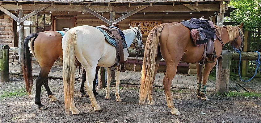 Horses in Love Valley, North Carolina.