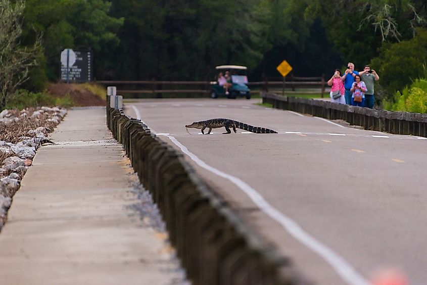 An Alligator crossing the road in Huntington Beach State Park, South Carolina.