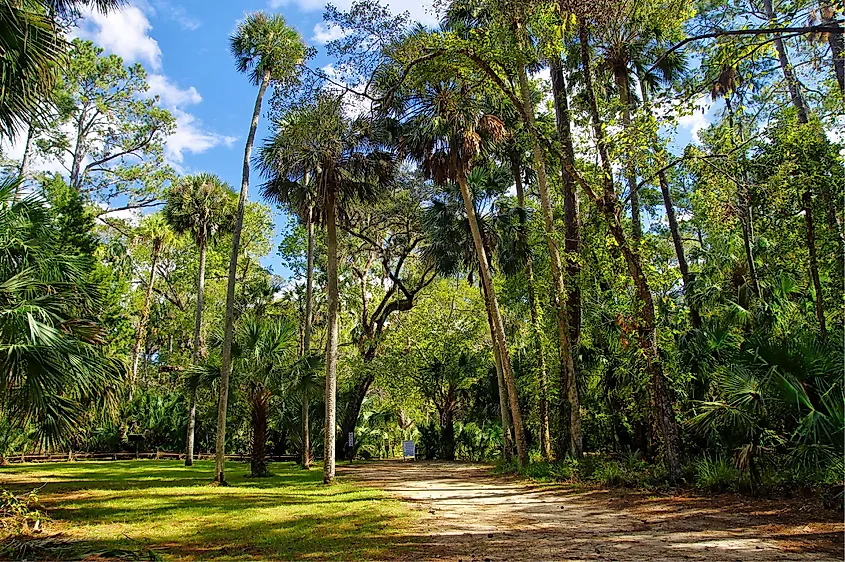 Ocala National Forest, Florida.