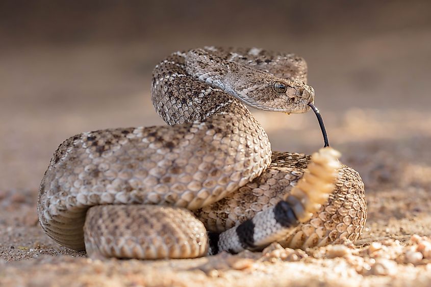 Western pygmy rattlesnake coiled up.