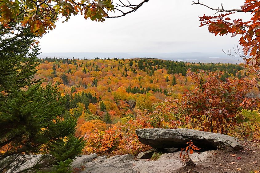 View of fall colors in Mount Greylock Reservation, Massachusetts.