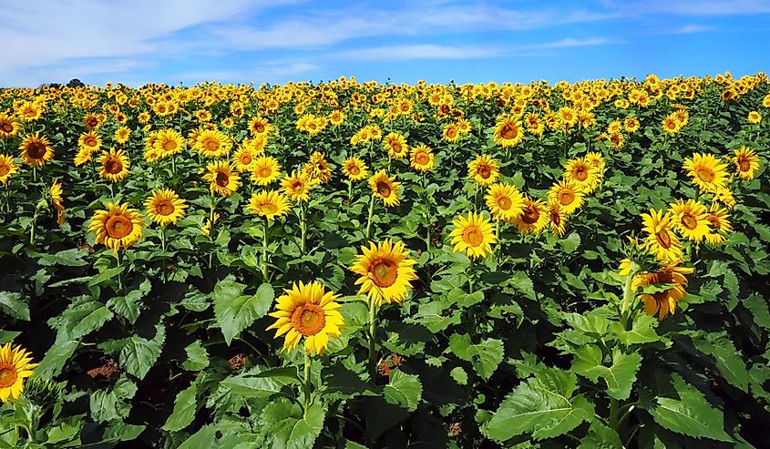 A field of sunflowers near Fincastle, Virginia.
