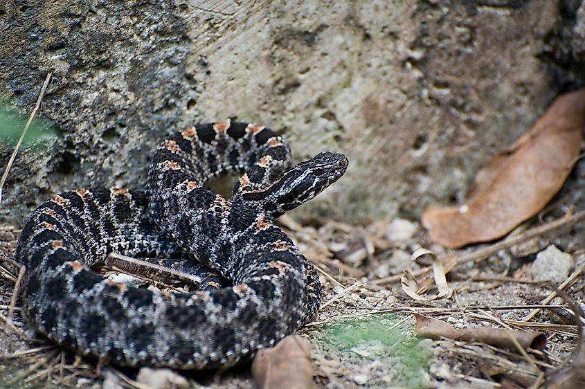 A pygmy rattlesnake in the wild.