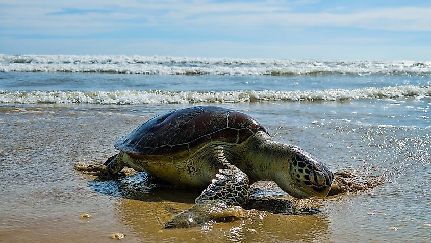 A loggerhead turtle along te beach.