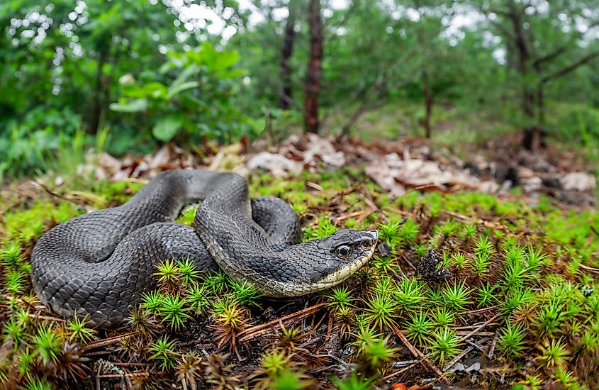 An eastern hognose snake.