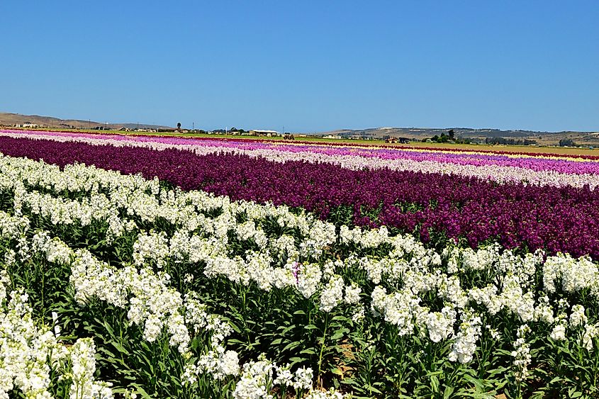 Lompoc flower fields.