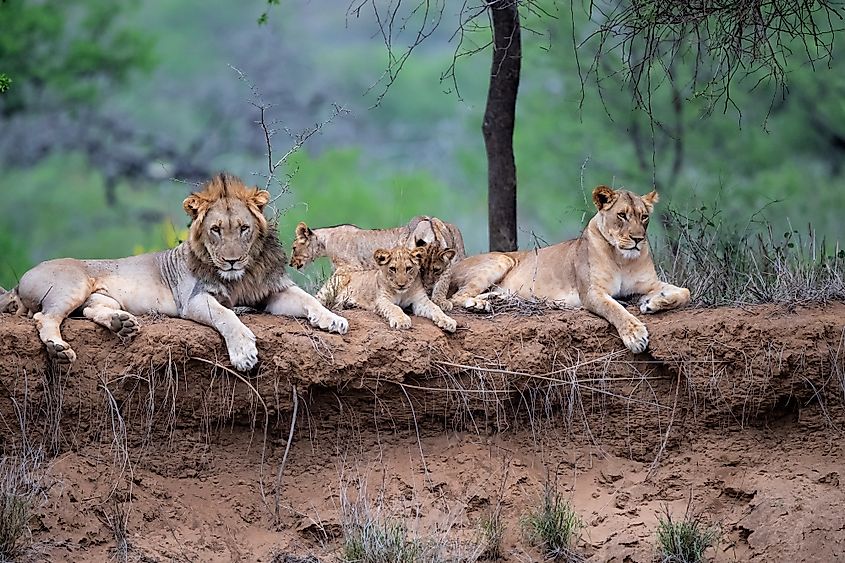 African Lions Habitat Home Design Ideas