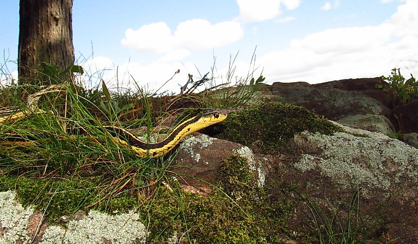 Common garter snake
