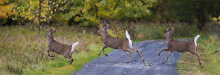 White-tailed deer crossing a road.