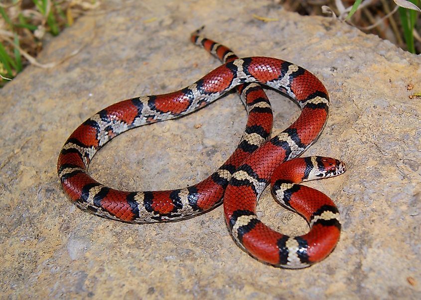 Red Milk Snake, Lampropeltis triangulum syspila.