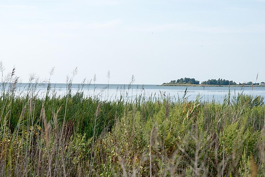 Thickets of reeds and Chesapeake Bay on Maryland Eastern Shore near Rock Hall, MD.