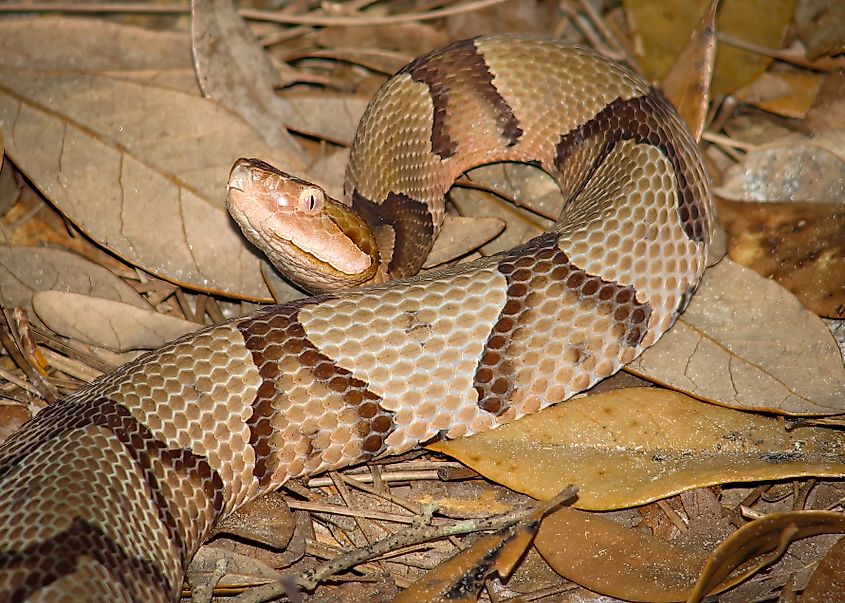 A copperhead in a defensive position.