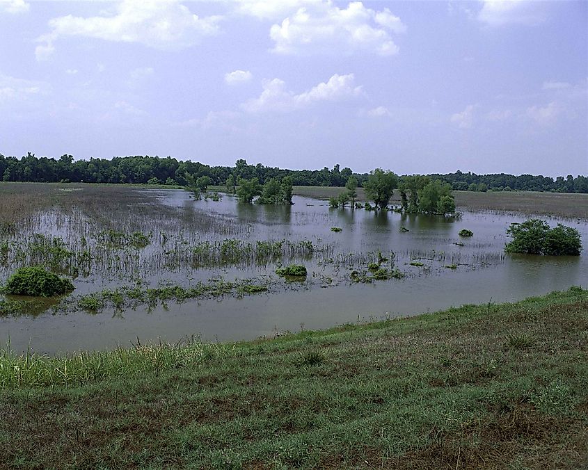 Panther Swamp National Wildlife Refuge.