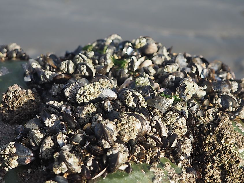 Zebra mussel on a stone in the beach, close up.