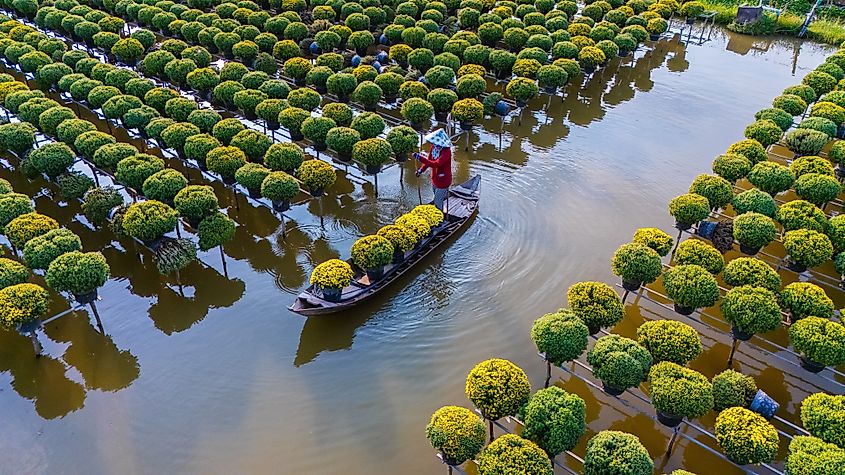 Flower harvesting in the Mekong Delta of Vietnam.