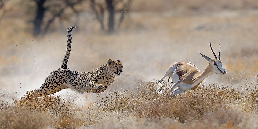 A cheetah chasing down a springbuck in Etosha National Park.