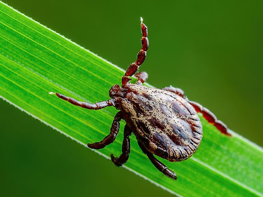 Encephalitis tick crawling on grass, a vector for Lyme disease and other tick-borne illnesses.