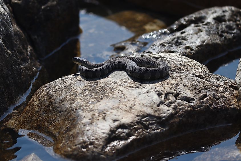 A Northern water snake basks in the sun