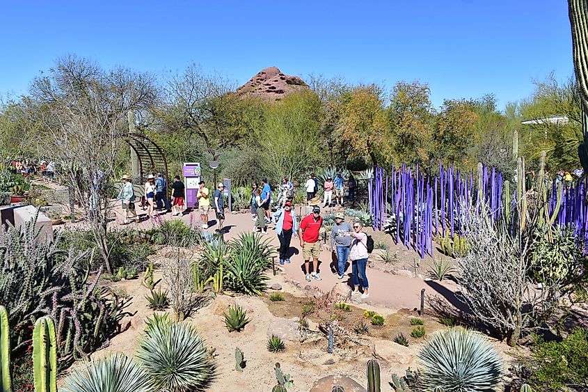 A crowd of visitors enjoying the Desert Botanical Gardens in Arizona