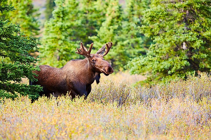 10 Most Dangerous Animals In Canada WorldAtlas