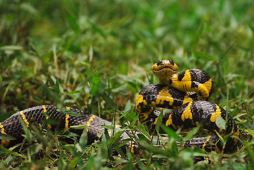 The banded krait, Bungarus fasciatus, is a shy, primarily nocturnal venomous snake whose bite can be deadly to humans.