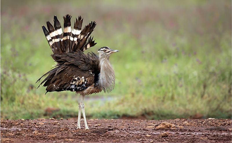 Which Is Africa S Heaviest Flying Bird Worldatlas