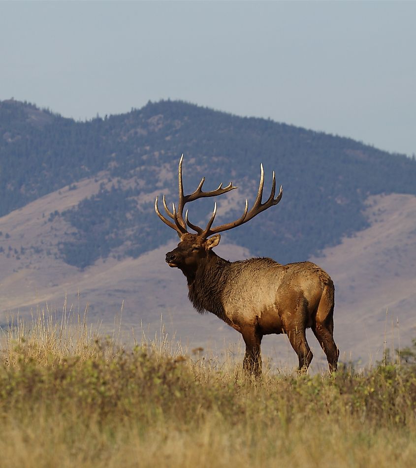 Large bull Elk standing on prairie against a mountain backdrop.