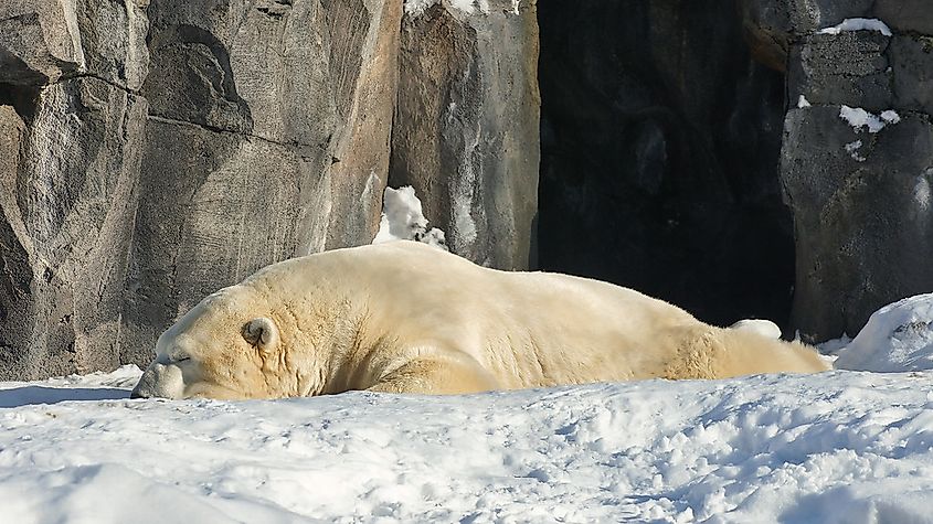 Polar bear at the Alaska Zoo