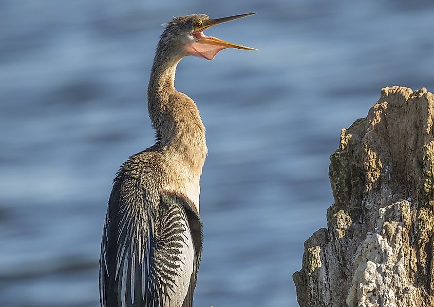 Anhinga