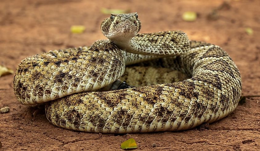 The Western diamondback rattlesnake (Crotalus atrox) is a venomous rattlesnake species found in the United States and Mexico.