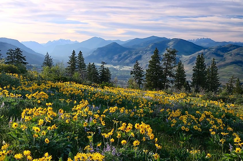 Hiking in Washington. Meadows with arnica and lupine wildflowers and Cascade Range Mountains near Winthrop. WA. United States.