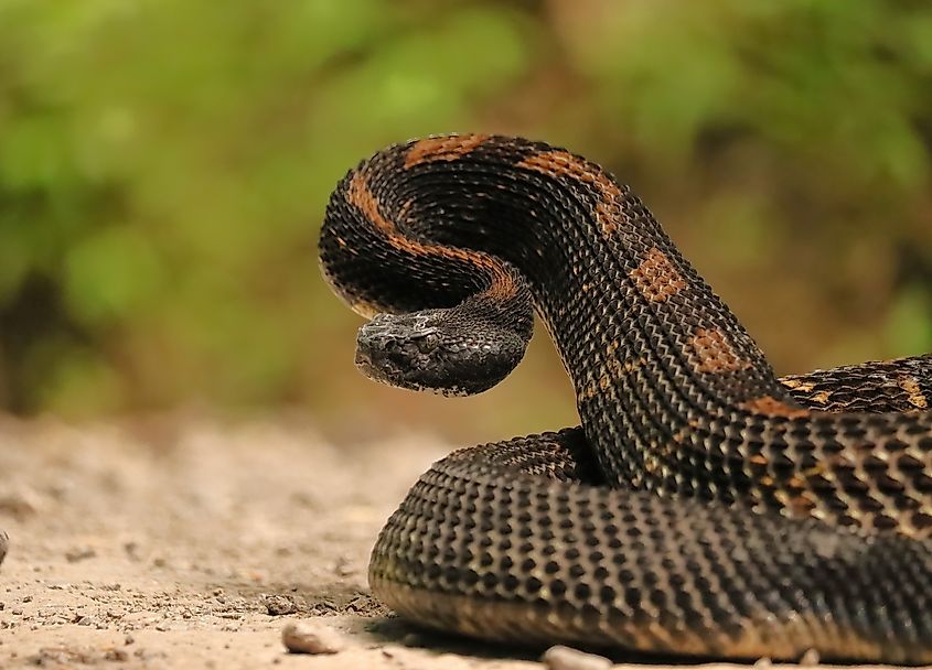 Gorgeous Timber Rattlesnake, Black Phase, featuring a dark, nearly black body with faint crossband patterns and a distinctive rattle at the tail.