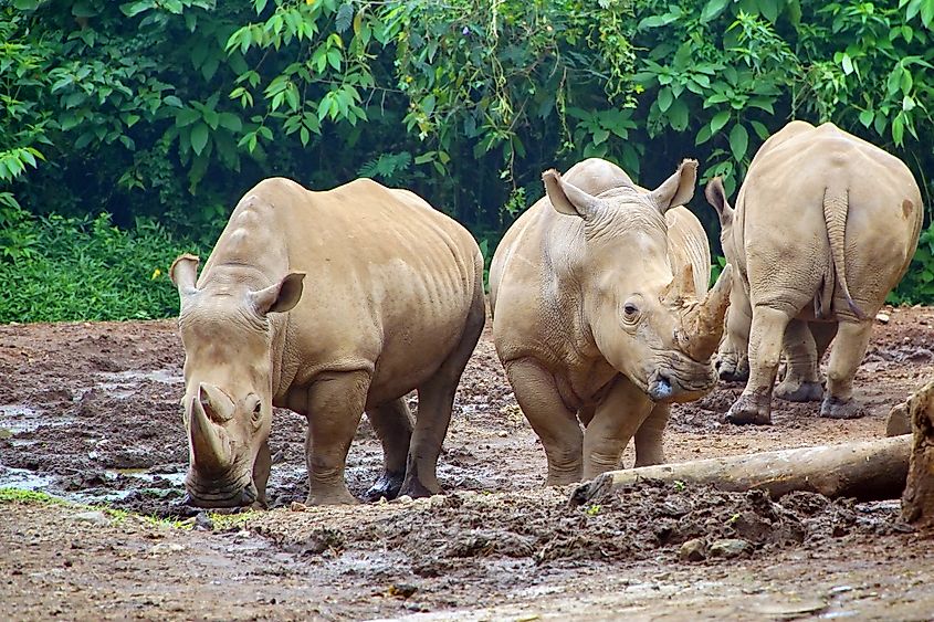 Sumatran rhinoceros