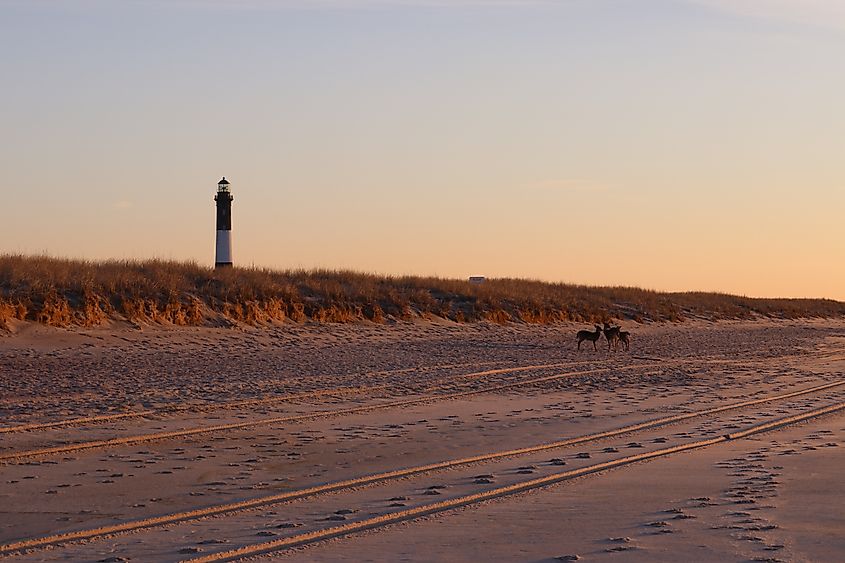 Sunrise at Robert Moses State Park with the Fire Island light house and deer.