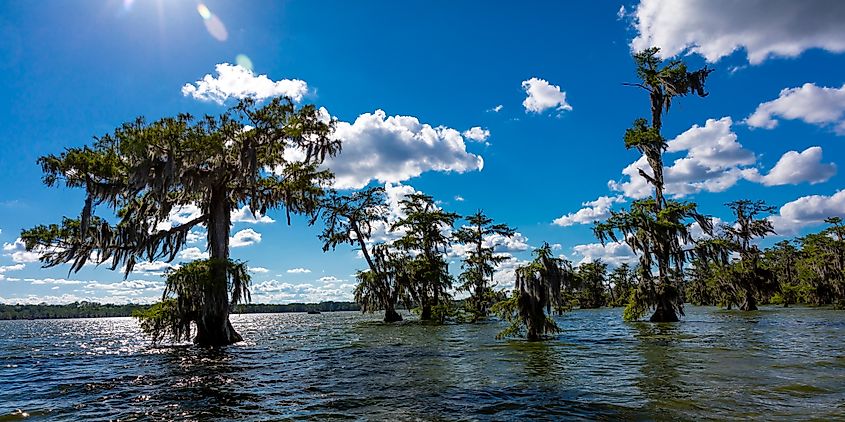 Lake Martin Swamp in spring near Breaux Bridge, Louisiana. Editorial credit: Joseph Sohm / Shutterstock.com