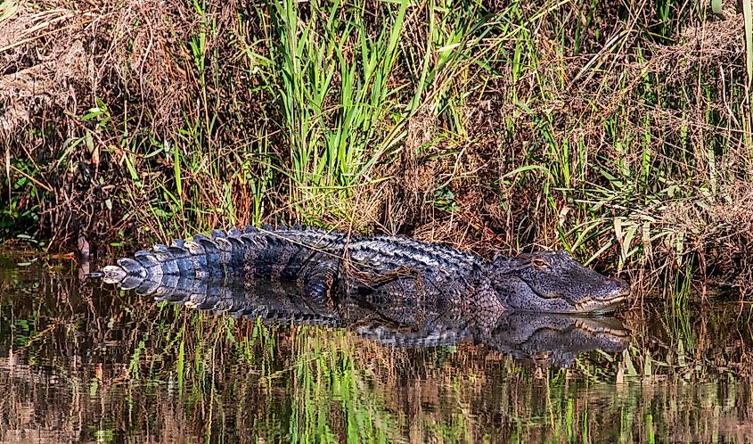 North Carolina alligator